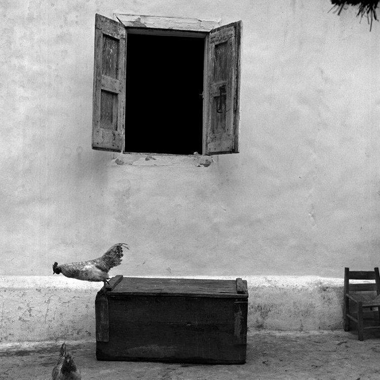 Chicken, La Vallé, Haiti 1982