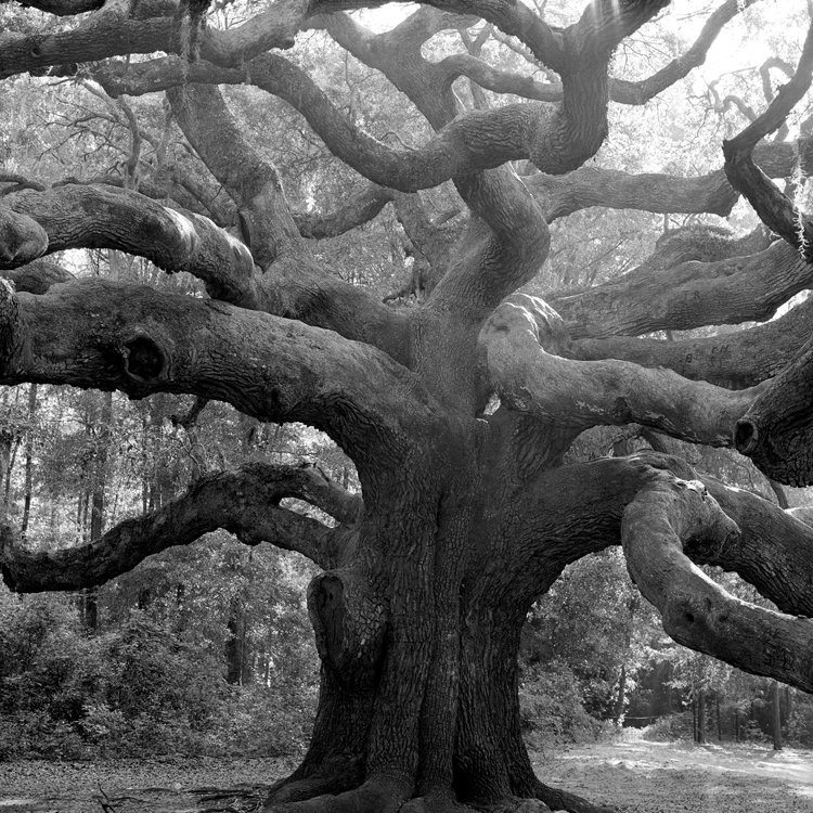 White Oak